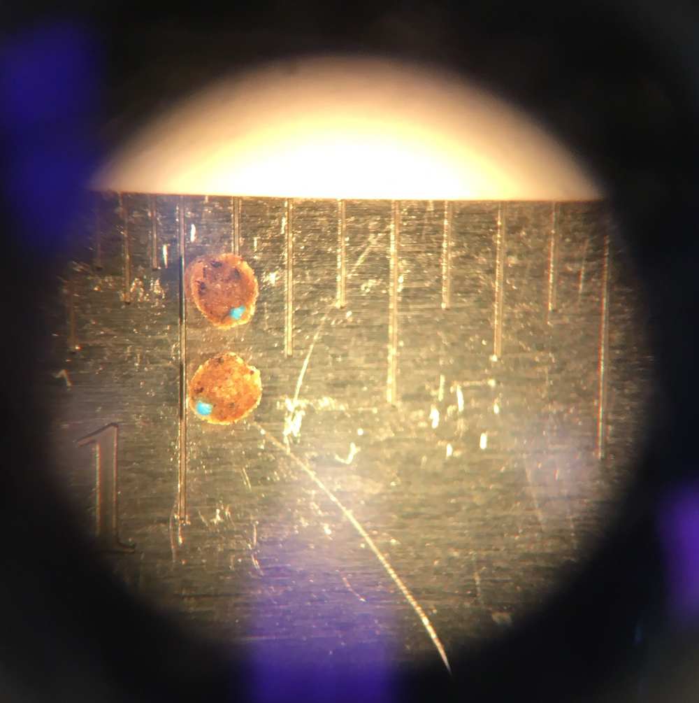 GVSU Biology Student Awarded Grant